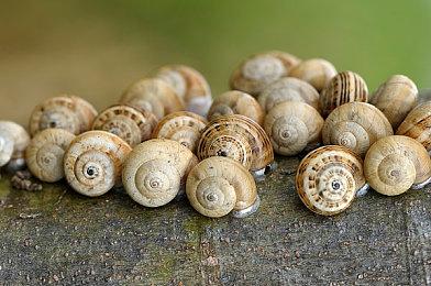 《Puda + The Kid》steam页面开放 绘本风3D迷宫RPG