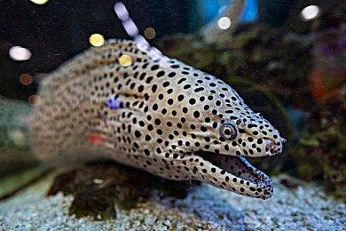 多人群战游戏《Rubber Bandits》12月2日发布 首日加入XGP