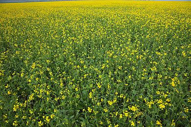 Bungie已推迟发行《命运2》新资料片和《马拉松》